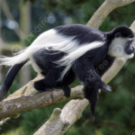 macaco angola
