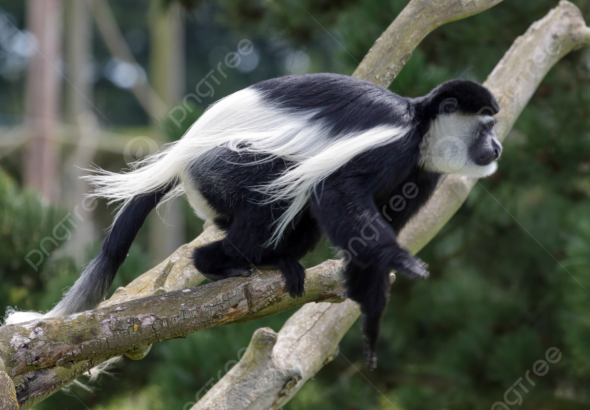 macaco angola