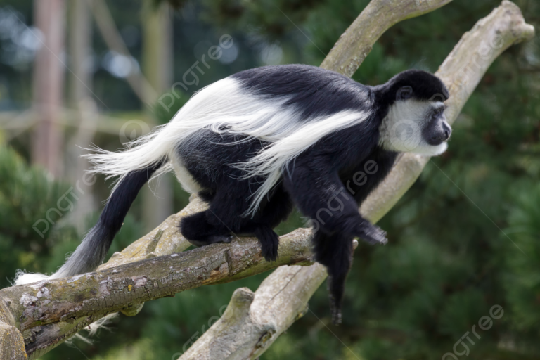 macaco angola