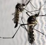 mosquitoo