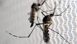 mosquitoo